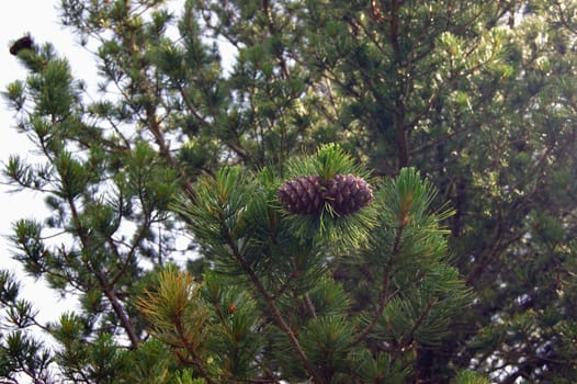 Branch tree with big shot of the cedar