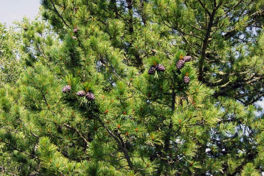 Branch tree with big shot of the cedar