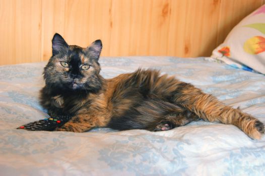 Beautiful feathery cat rests upon beds in room