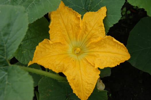 Beautiful yellow flower of the vegetable melon
