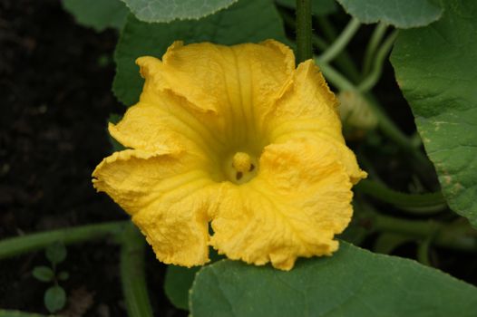 Beautiful yellow flower of the vegetable melon