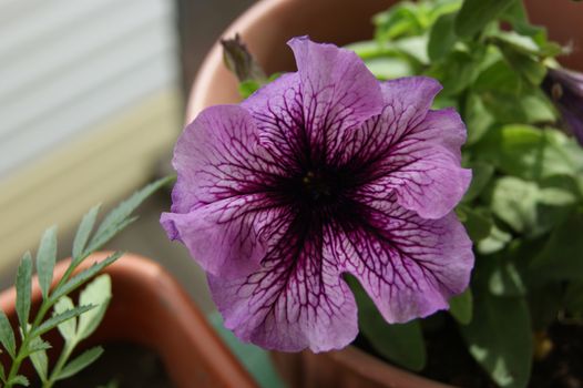 The Beautiful rose flower petunia in pot.Decorative plant