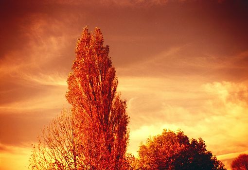 Color film image with reddish effect of trees