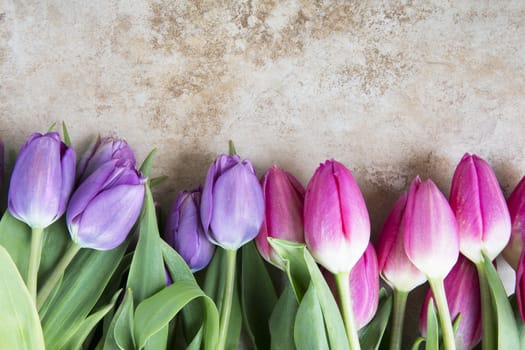 Pink and purple tulips with a stone background and copy space.