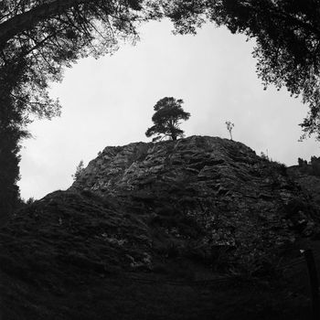Black and white film image of lone tree on stone hill in Creag Bheag, Kingussie