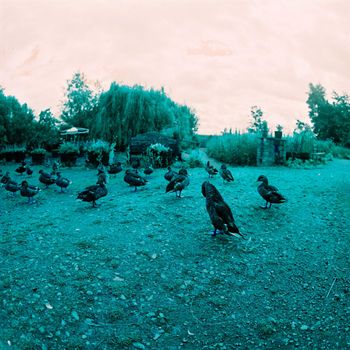 Color film image of ducks on a meadow in Kingussie