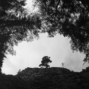 Black and white film image of lone tree on stone hill in Creag Bheag, Kingussie