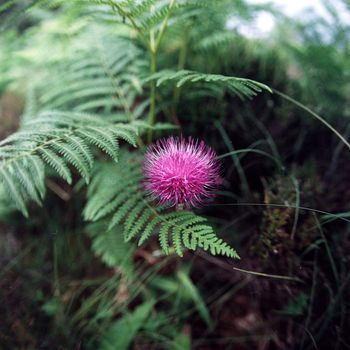 Color film image of thistle