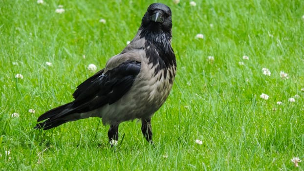 Grey big raven on a green meadow looking around
