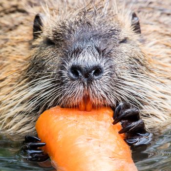 Coypu is eating, selective focus on the eye