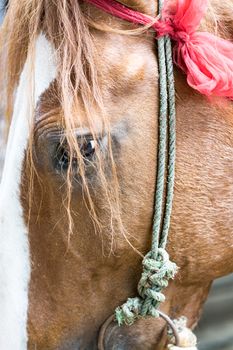 Closeup of a red horse at outside