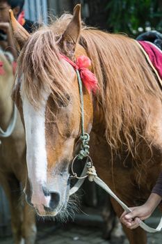 a beautiful portrait of a horse at outside