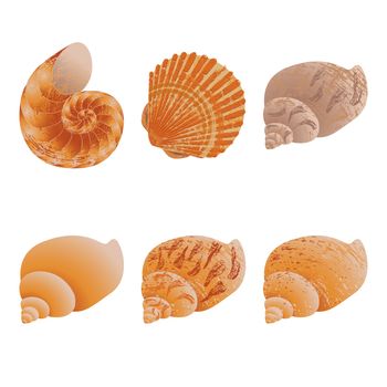 Set of six seashells. In brown tones