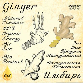 Ginger. Set of 3 drawing and hand-lettering. In English and Russian texts. Eco Friendly. For labels, flyers, online stores. Natural cosmetic. Bio products. Food, spices