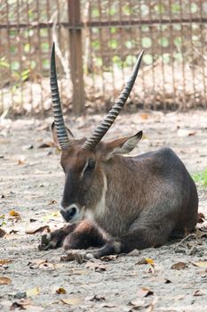 Portrait of a wildebeest, National park of dhaka,bangladesh