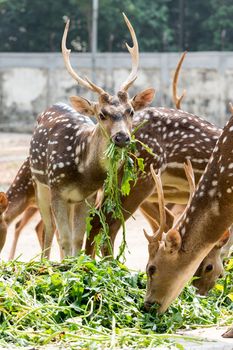 Whitetail Deer Buck standing in a woods of mirpur national zoo