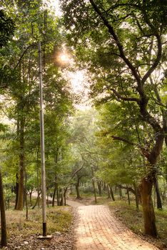 colorful magic forest path in the jungle