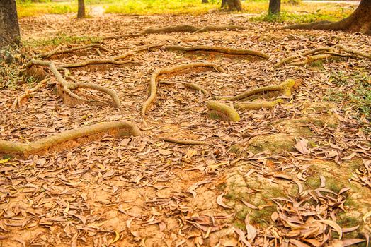 colorful magic forest path in the jungle