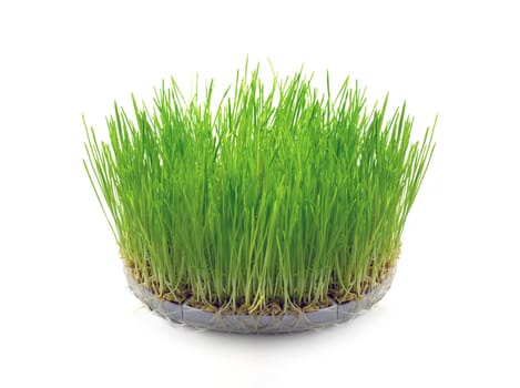 Sprouted wheat grain in the form of grass on white background