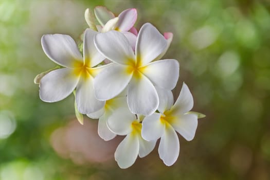 Touching spring blossom with frangipani or plumeria flowers bunch in white and yellow colour on natural fresh green bokeh with blank space area
