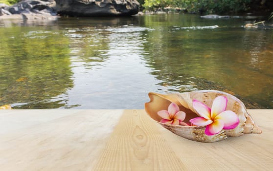 Pink flower plumeria or frangipani in sea conch shell on wooden tatble top at waterfall background with blank or space area