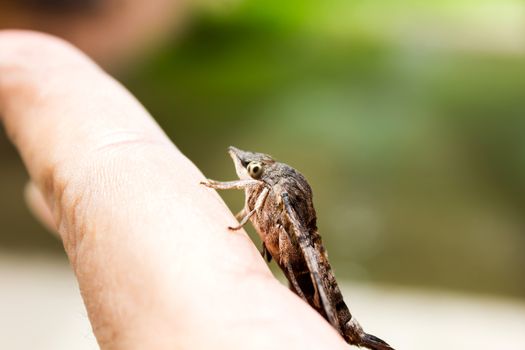 Nessus sphinx Amphion floridensis insect, brown Amphion floridensis catch on finger