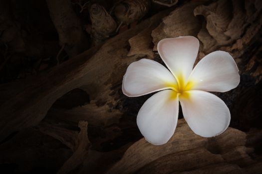 White flower plumeria or frangipani with dry stump background, beautiful bright in darkness, fresh on dry