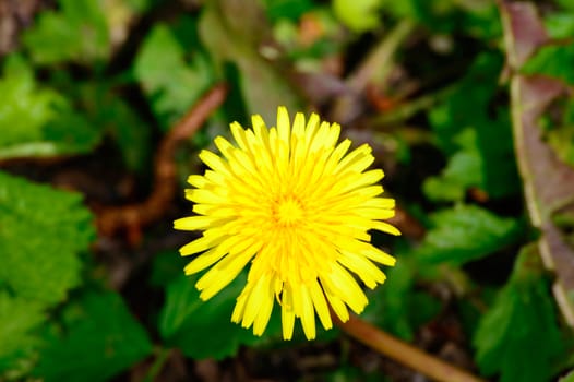 Bright yellow Taraxacum or dandelion flowering in spring or summer in a meadow viewed close up from overhead