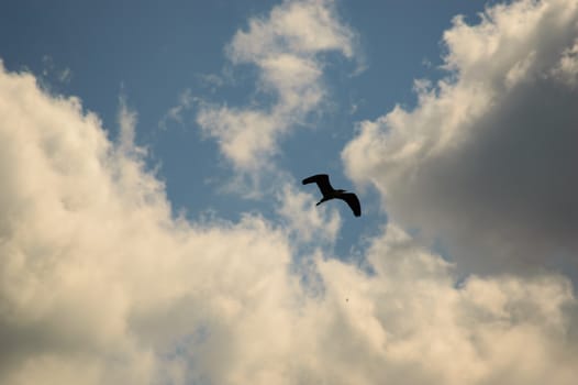 Silhouette of a bird flying high in the sky with gathering storm clouds obscuring the clear sunny blue sky behind