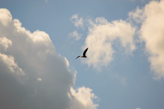 Single bird flying high in the blue sky towards white cumulus clouds lit by the sun in a nature and weather background