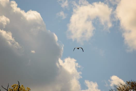 Single large bird with wings down as it is flying in blue sky filled with scattered white clouds and copy space