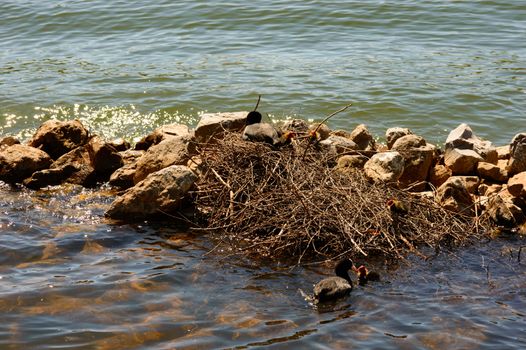 Moorhen swimming with chicks alongside a nest of twigs on an outcrop of rock in a calm lake