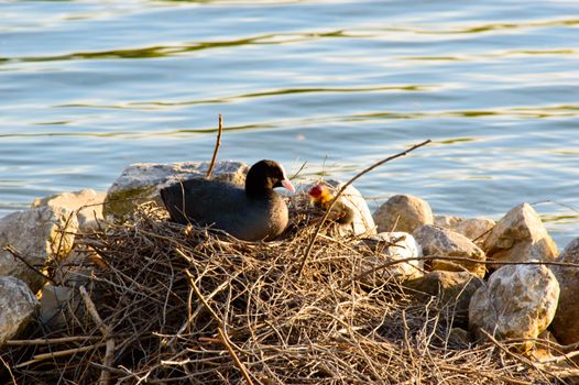 Moorhen looking after chicks on the nest of twigs in evening light built at the side of a tranquil freshwater lake