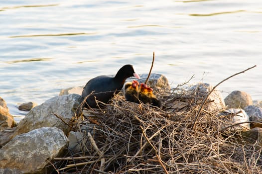 Moorhen with a family of young chicks sitting on her nest of twigs constructed on a calm lake alongside rocks