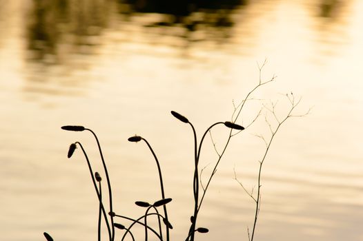 Silhouetted plants at the side of a lake at sunset with reflections of trees in the calm orange colored water