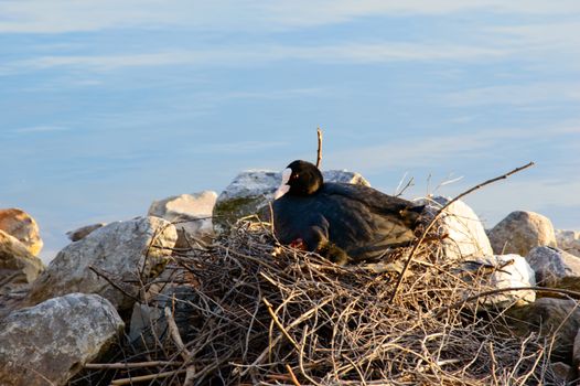 Moorhen with chicks sitting on a nest of twigs built alongside rocks on a tranquil lake , close up side view