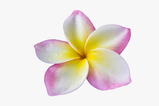 Isolated single blossom beautiful pink yellow and white flower plumeria or frangipani with water drop on petal on white background with clipping path