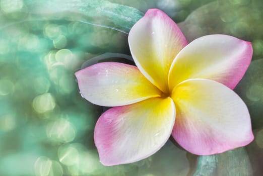 Beautiful single fresh pink yellow and white flower plumeria or frangipani on water in green baked clay bowl for spa meditation relax soft mood, romantic tropical fragrant flower frangipani in dreamy green bokeh