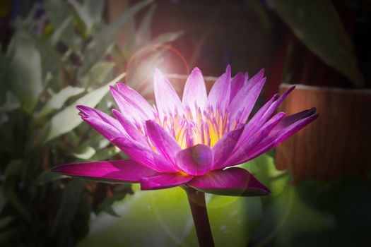 Beautiful blossom in darness, focused at pollen lotus flower with lensflare, fresh pink or violet blossom lotus flower in treeshade with sunlight