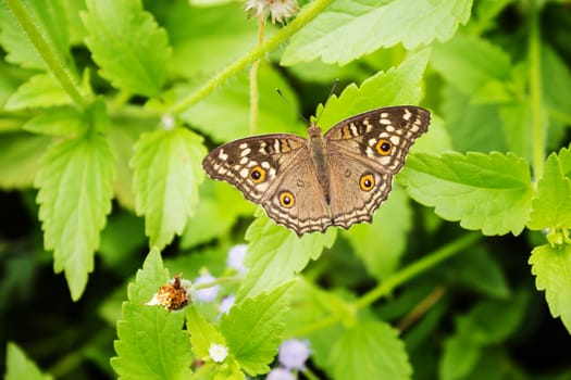 Close up top view brown cream and orange colour butterfly catching on green plant leaf with copy space or blank space area