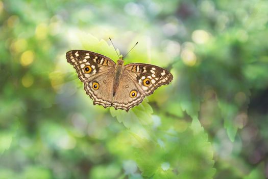 Brown and cream with orange colour buterfly on dreamy bokeh for romantic soft nature background with copy space