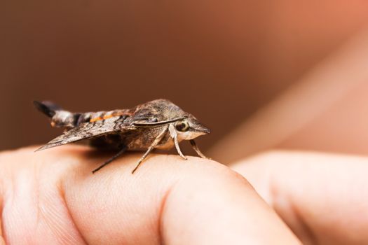 Nessus sphinx Amphion floridensis insect, brown Amphion floridensis catch on finger