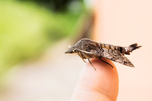 Nessus sphinx Amphion floridensis insect, brown Amphion floridensis catch on finger