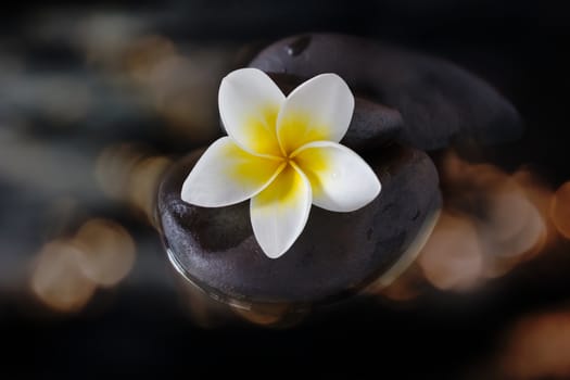 White yellow fragrant flower plumeria or frangipani on pebble and water in the dark with golden orange colour bokeh or glow and shine light and copy space background