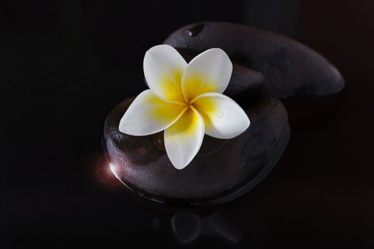 White yellow fragrant flower plumeria or frangipani on pebble and water in the dark with lens flare or glow and shine light and copy space background