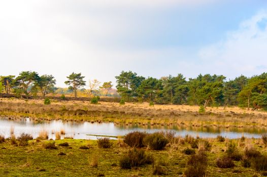 Tranquil rural lake in a scenic landscape with trees, golden grassland and scattered scrub and the far bank reflected on the surface of the water