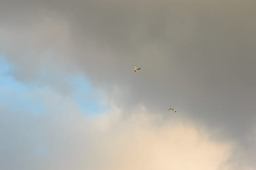 Two birds flying in the distance against encroaching grey clouds covering the blue sky and white clouds behind