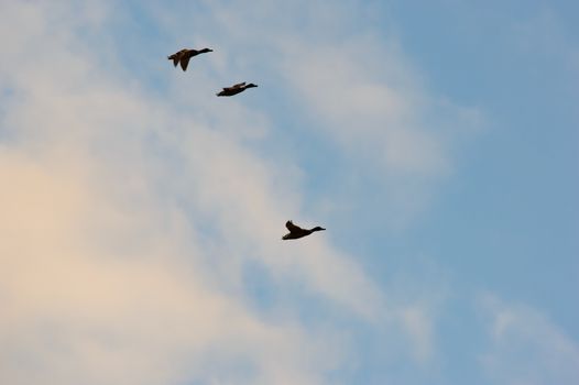 Three ducks in flight in front of clouds tinged by the glow of the sun in a blue sky flying towards the right of the frame with copy space