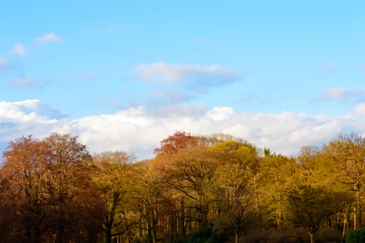 Pretty colors of autumn woodland with assorted deciduous trees with their red , yellow and orange leaves against a sunny blue sky with clouds