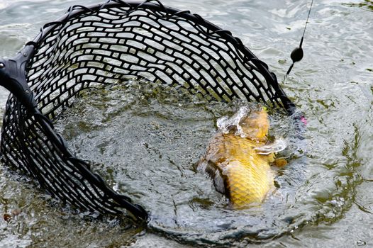 Large hooked carp still attached to the line and hook being landed in a fishing net in a lake, close up view